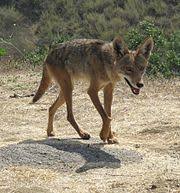 Coyote Wikipedia