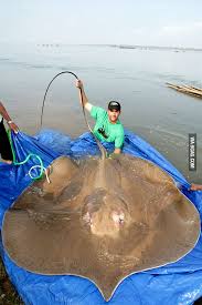 Television personality and environmentalist steve irwin has died from a stingray wound while filming off north queensland. When You Question How Steve Irwin Could Have Been Killed By A Little Stingray 9gag