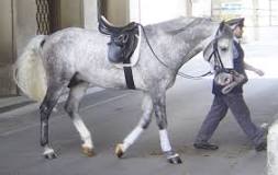 what-is-a-grey-horse-called