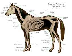 Skeletal System Of The Horse Wikipedia
