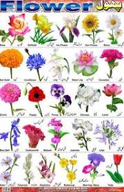 Flower Identification Flower Chart Identification Tables
