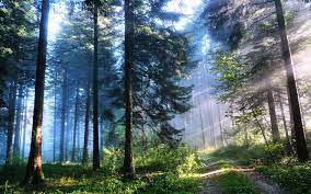 Forest wallpapers HD Forest Pictures ...