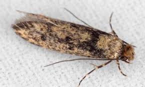 moths environmental pest solutions
