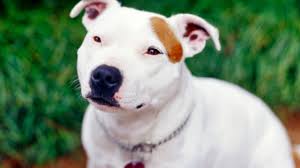Originating in england, the staffordshire bull terrier was bred for bull, bear, and lion baiting. Staffordshire Bull Terrier Burke S Backyard