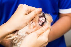 cyst on the gums in dogs symptoms