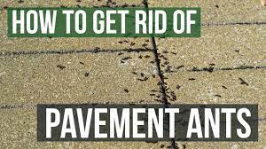 how to get rid of pavement ants 3