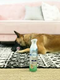 how to get rid of dog smell once and