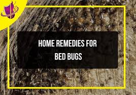 home remes for bed bugs zip pest
