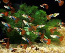 To prevent water discoloration, leave the peat moss for a couple. How To Soften Aquarium Water 5 Safe Effective Methods