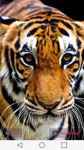 Tiger Wallpapers for Android - APK Download