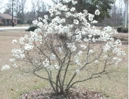 Image result for star magnolia tree