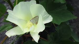 Bees no longer fly faster when swarming a player or mob. Butterflies Provide Extraordinary Help Pollinating Cotton Fields Science Aaas