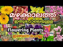 Flowering Plants Caring In Rainy Season