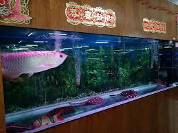Al aquarium menyediakan berbagai macam makanan ikan, berbagai jenis ikan, dan aksesoris ikan. Nanyang Fish Farm Kulai Johor