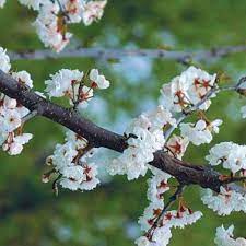 If you've ever been surrounded by the sweet, citrus fragrance of orange blooms, you know what i mean. A Parade Of Spring Flowering Trees Finegardening