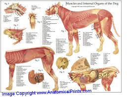 Dog Muscle And Internal Organs Chart