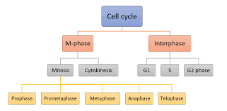 Maybe you would like to learn more about one of these? Cell Cycle Mitosis Meiosis Regulation The Virtual Notebook