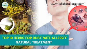 natural treatment of dust mite allergy