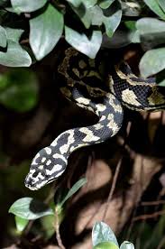jungle carpet python photo image 67818
