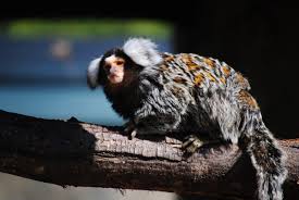Unfortunately this is illegal in most places due to the laws set in place by cities. 10 Exotic Pets That Are Legal In Texas Pethelpful By Fellow Animal Lovers And Experts