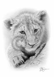 lion cub pencil drawing art print a4 a3