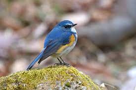 幸福の青い鳥、ルリビタキ｜大橋弘一の「山の鳥」エッセイ Vol.1 | YAMAP MAGAZINE