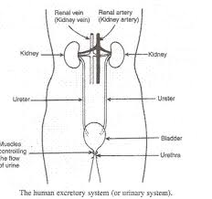 Name The Various Organs Of The Human Excretory System