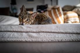 We reserved the right to not list a cat that either cannot be identified as a savannah or is completely. What S A Savannah Cat Meet The Breed Aspca Pet Health Insurance