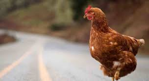 Semoga kita terhindar dari keburukan mimpi. 10 Arti Mimpi Ayam Menurut Psikolog Dan Primbon Siopung