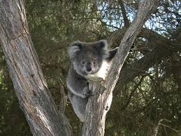 interesting facts australian koala