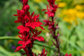 38 Perfect Native Plants For Hummingbirds