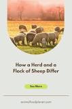 what-is-difference-between-flock-and-herd