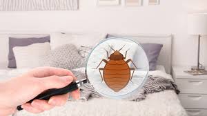 the ultimate checklist for diy bed bug