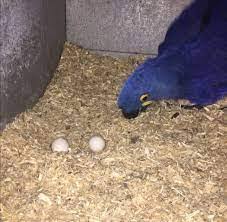 hyacinth macaw parrot eggs macaw
