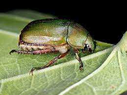 Kanabun beetle