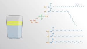 lipid structures fatty acids