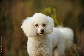 white miniature poodle dog portrait in