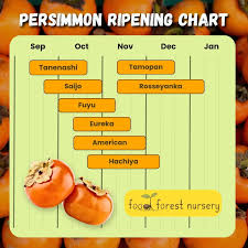 persimmon ripening chart when is