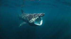 basking shark meet the gentle giant of