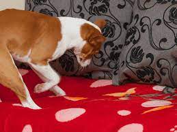 why do dogs scratch their beds