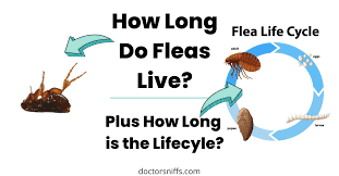 do fleas live long without a host