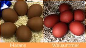 Are black chicken eggs real?