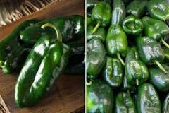 What is the difference between a poblano pepper and a pasilla pepper?