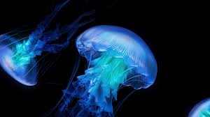 jellyfish wallpapers and backgrounds