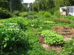 Filling Garden Gaps With Cover Crops