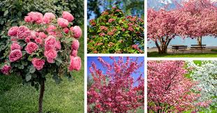 20 Incredible Trees With Pink Flowers