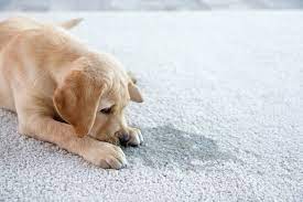 how to get dog smell out of carpet