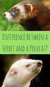 ▷ animal world.award winning footage with travis livieri from prairie wildlife research and patrick mcmillan from clemson university. What Is The Difference Between A Ferret And A Polecat Pbs Pet Travel
