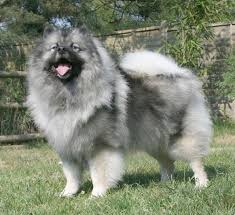 A guide to boat dogs. Keeshond Wikipedia