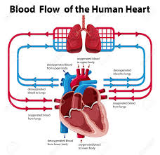 Chart Showing Blood Flow Of Human Heart Illustration